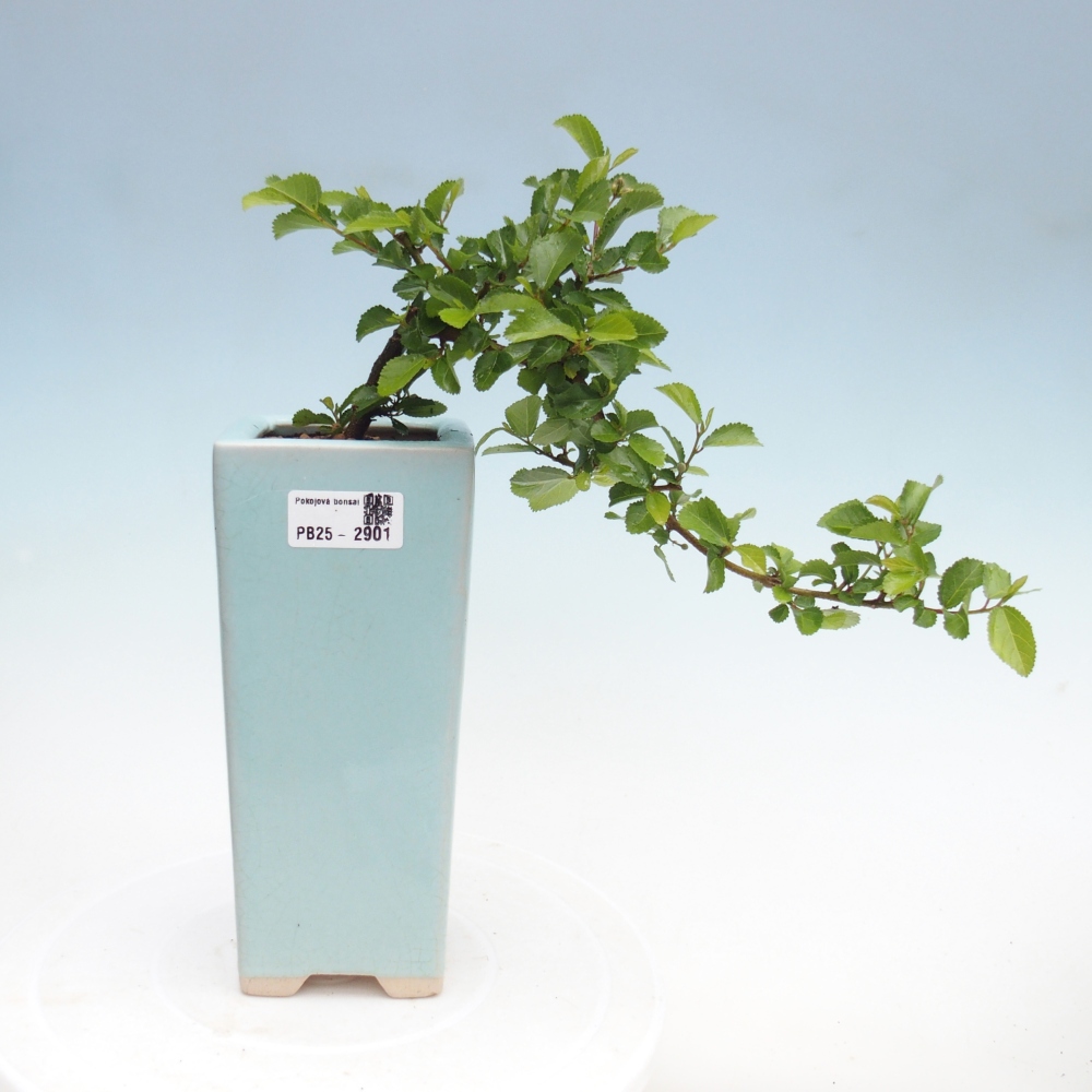 Kryty bonsai - Grewia occidentalis - Lawendowa gwiazda