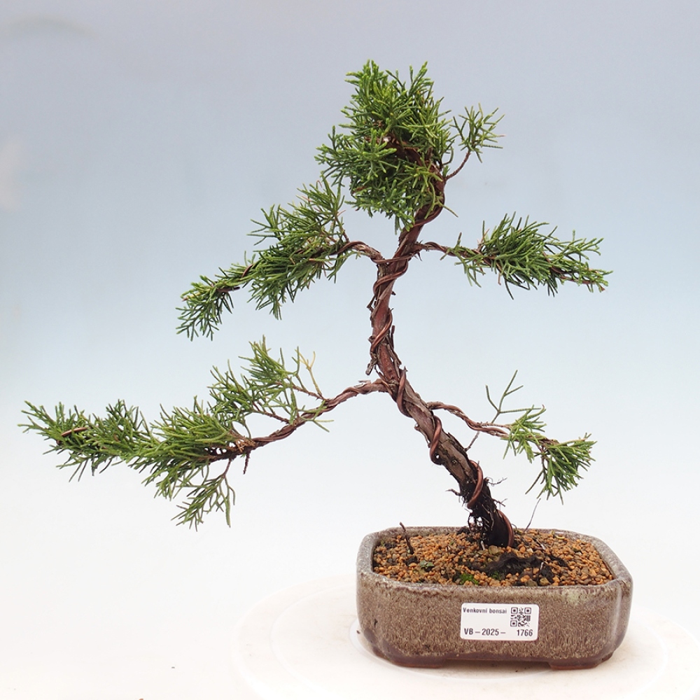 Bonsai zewnętrzne - Juniperus chinensis Kishu - Jałowiec chiński