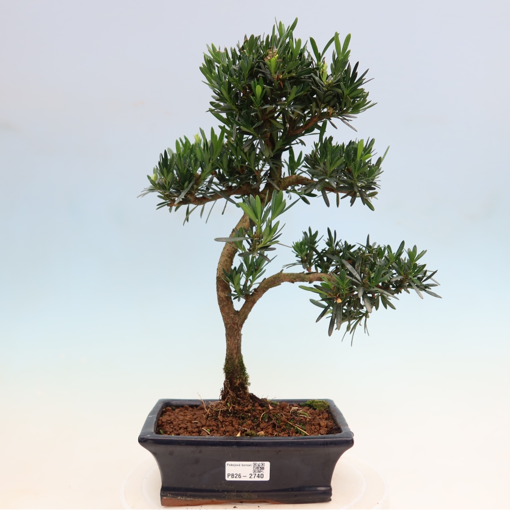 Pokój bonsai - Podocarpus - Kamienny cis