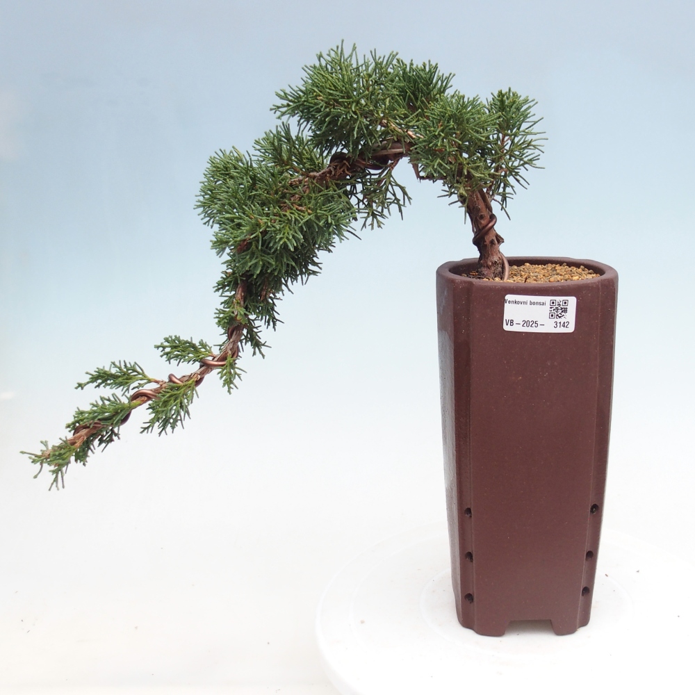 Bonsai zewnętrzne - Juniperus chinensis Kishu - Jałowiec chiński
