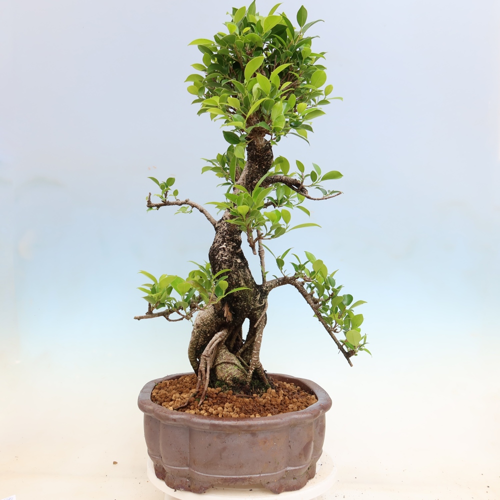 Pokój bonsai - Ficus kimmen - figowiec drobnolistny