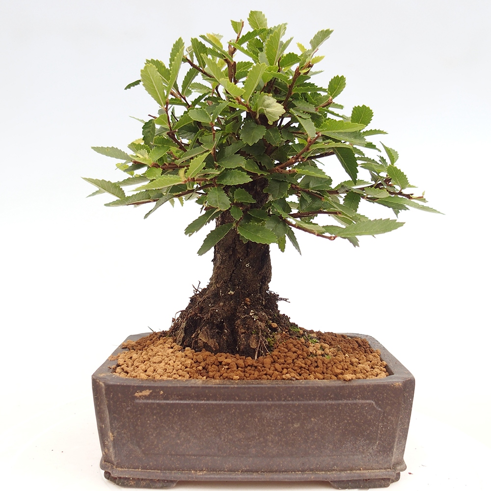 Outdoor bonsai - Zelkova - Zelkova NIRE