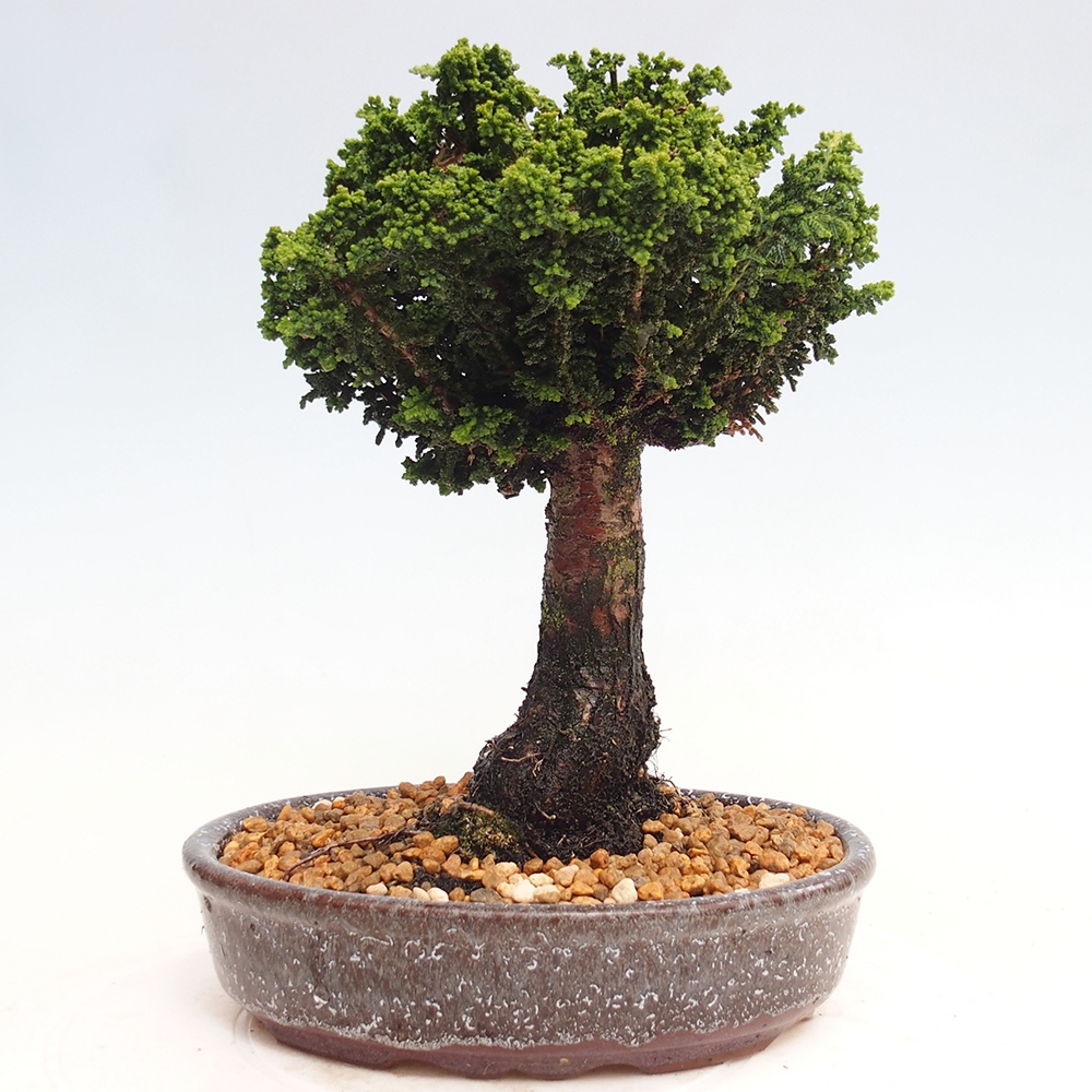Bonsai zewnętrzne - Cham. obtusa SEKKA HINOKI - Cyprys