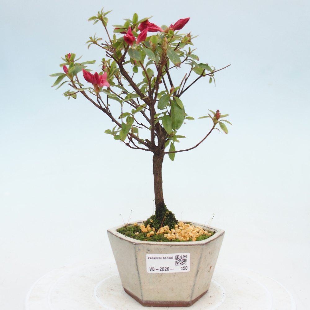 Outdoor bonsai - Azalia japońska - Azalea sp.