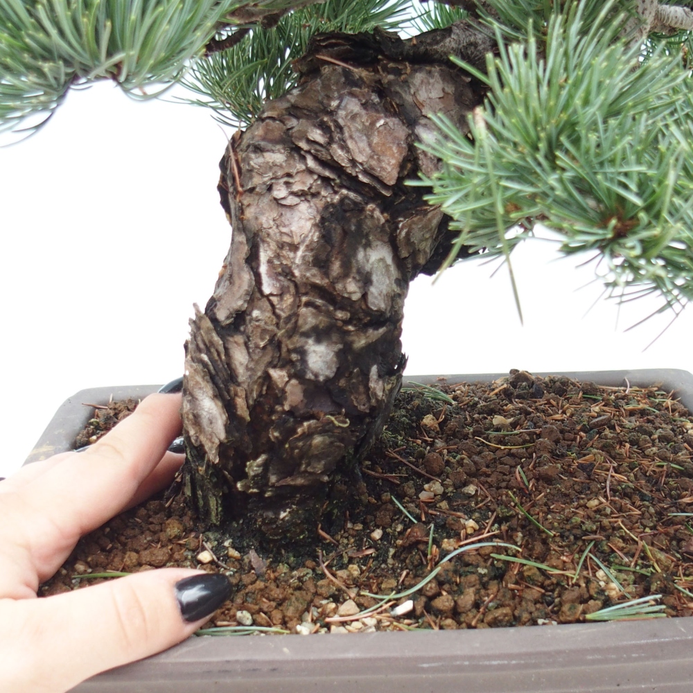 Outdoor bonsai - Pinus parviflora - Mała sosna
