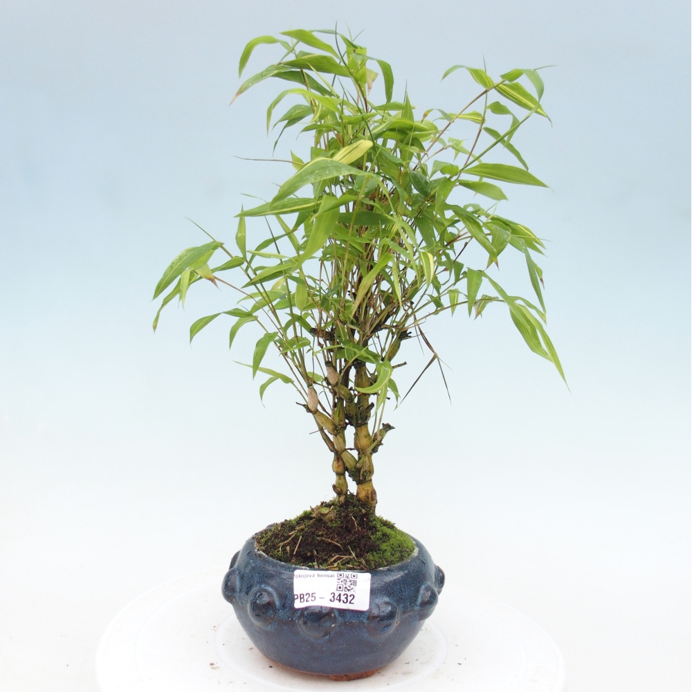 Room bonsai - Bamboo budha - Bamboo budha belly