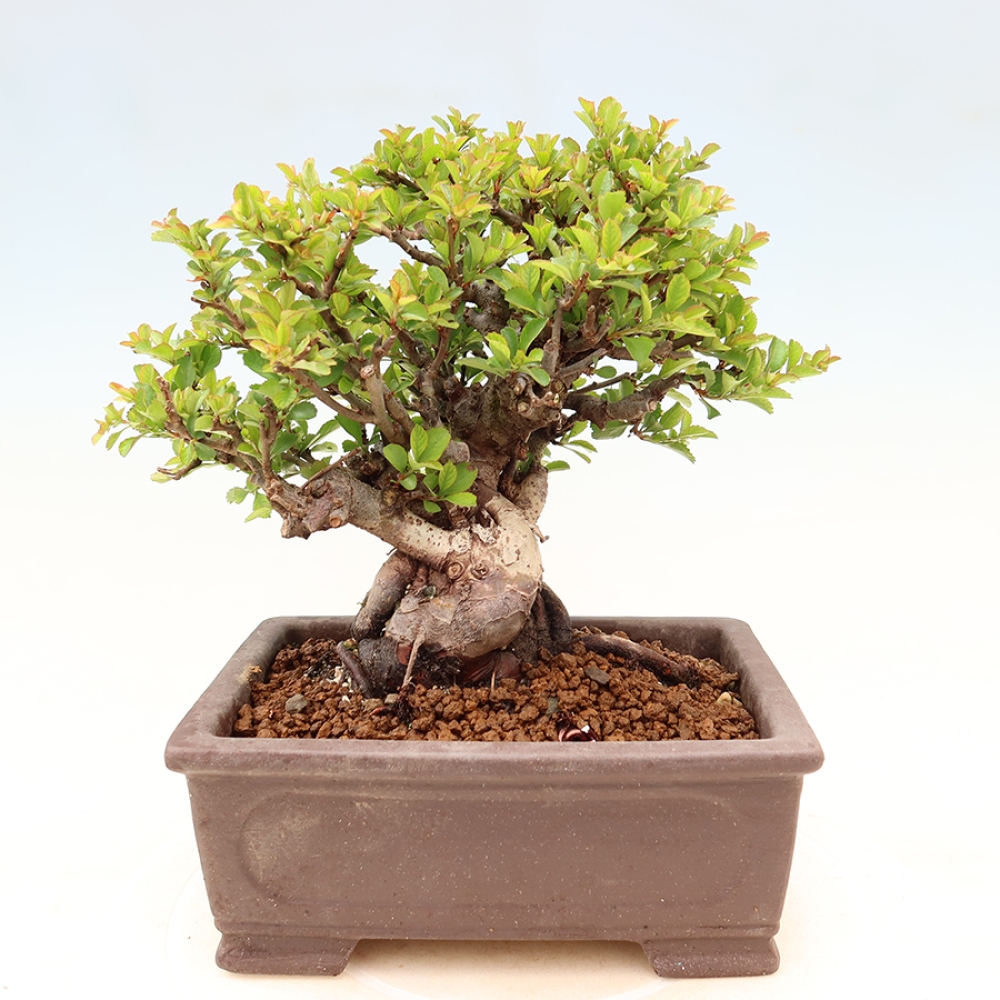 Bonsai zewnętrzne - Chaneomeles speciosa Chojubai