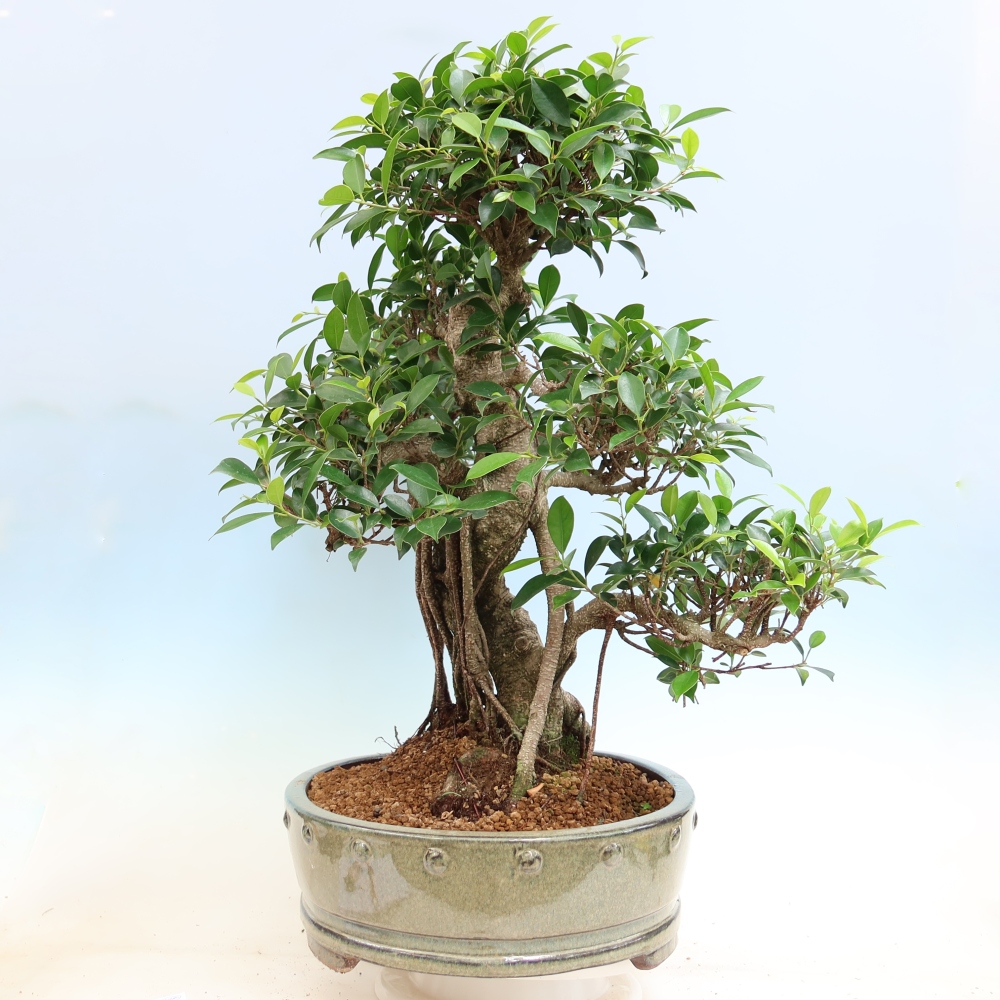 Pokój bonsai - Ficus kimmen - figowiec drobnolistny