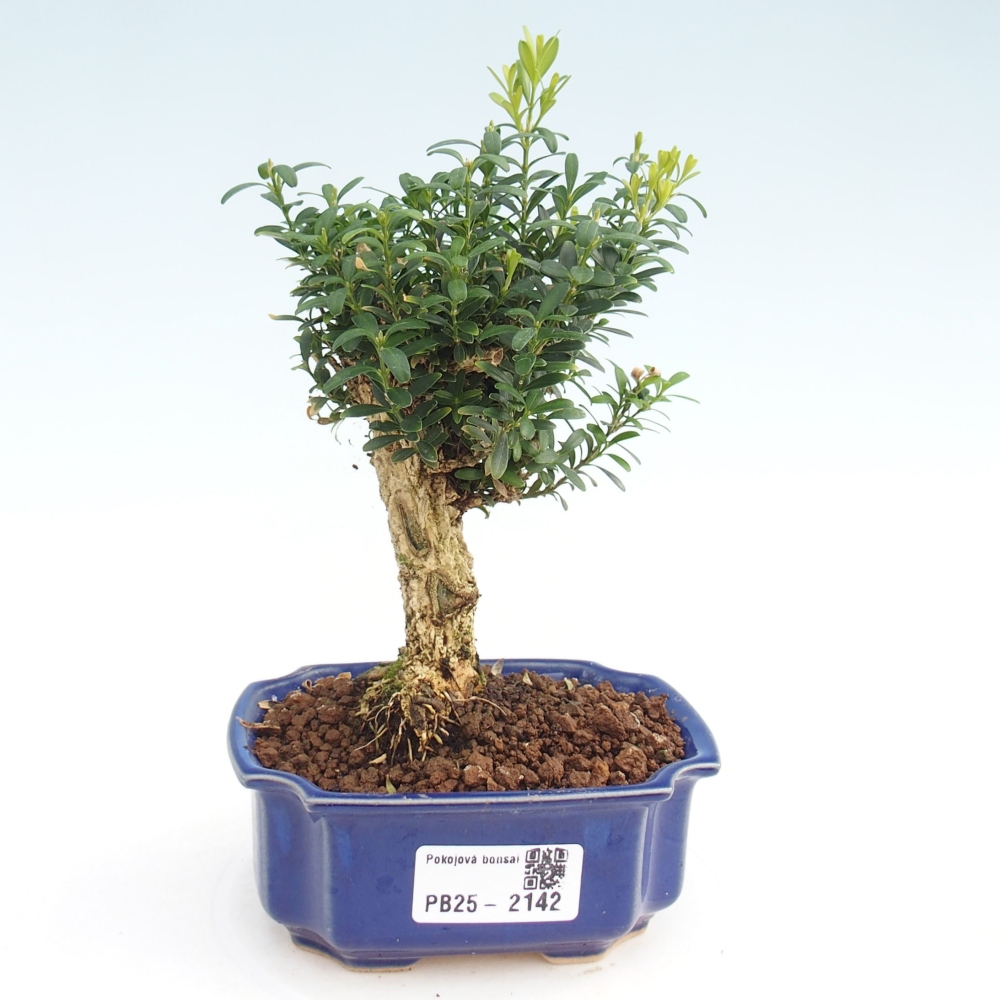 Bonsai pokojowe - Buxus harlandii - buxus korkowy