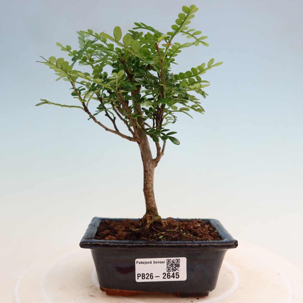 Pokój bonsai - Zantoxylum piperitum - drzewo pieprzowe