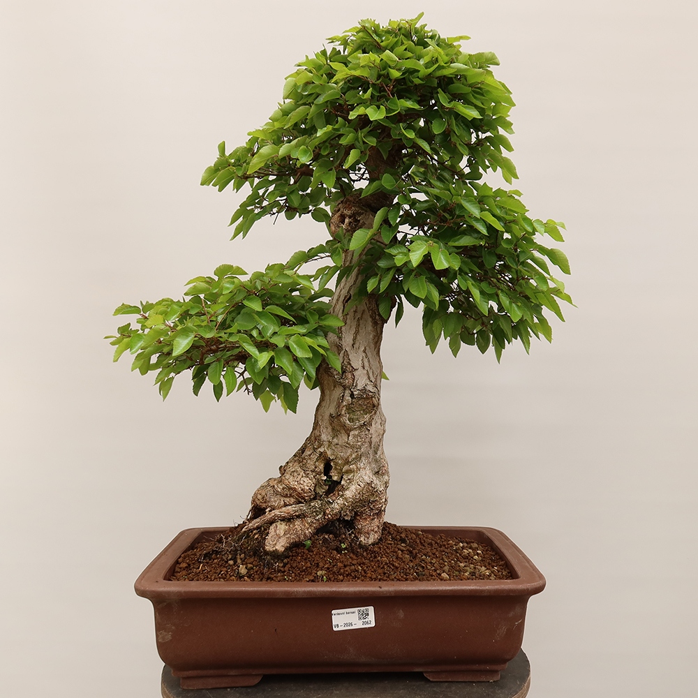 Bonsai plenerowe - Carpinus Coreana - grab koreański