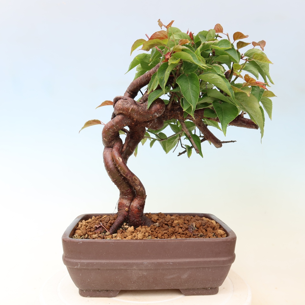 Bonsai ogrodowe – japońska śliwka – Prunus Mume