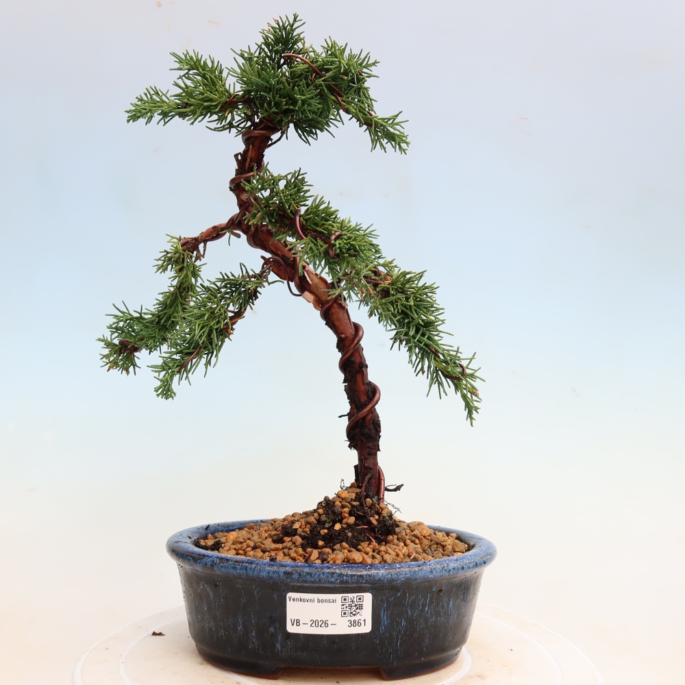 Outdoor bonsai - Juniperus chinensis Kishu