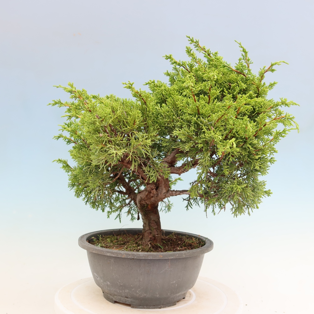 Bonsai ogrodowe – Juniperus chinensis Itoigawa – jałowiec chiński