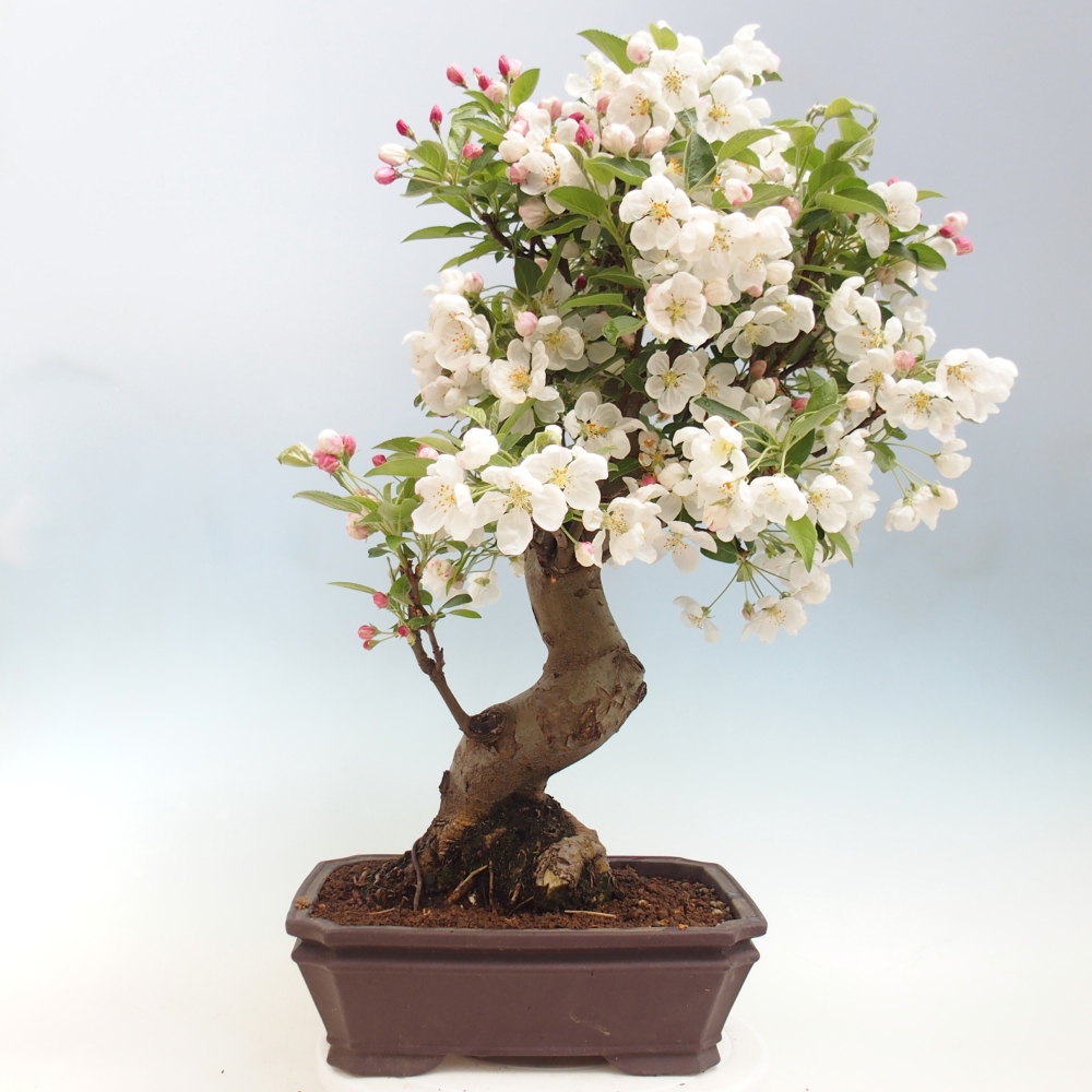 Outdoor bonsai - Malus halliana - Jabłoń drobnoowocowa