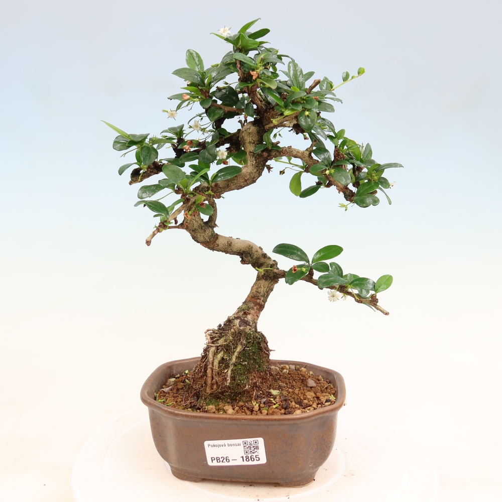 Bonsai pokojowe - Carmona macrophylla - Tea fuki