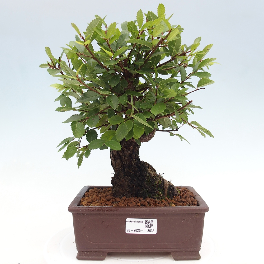 Bonsai na zewnątrz - Zelkova - Zelkova serrata