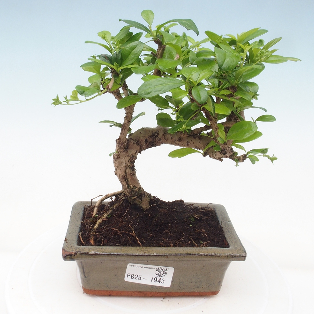 Bonsai wewnętrzne - Carmona makrophylla - Herbata Fuki