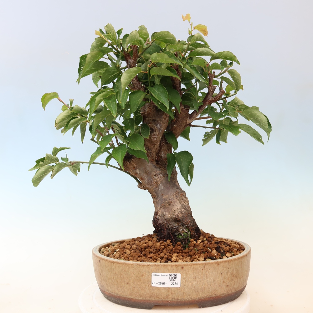 Bonsai ogrodowe – japońska śliwka – Prunus Mume