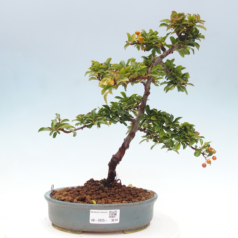 Outdoor bonsai-Pyracantha Teton -Hlox