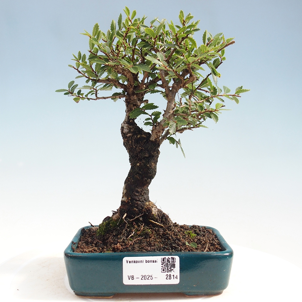 Outdoor bonsai - Zelkova - Zelkova NIRE