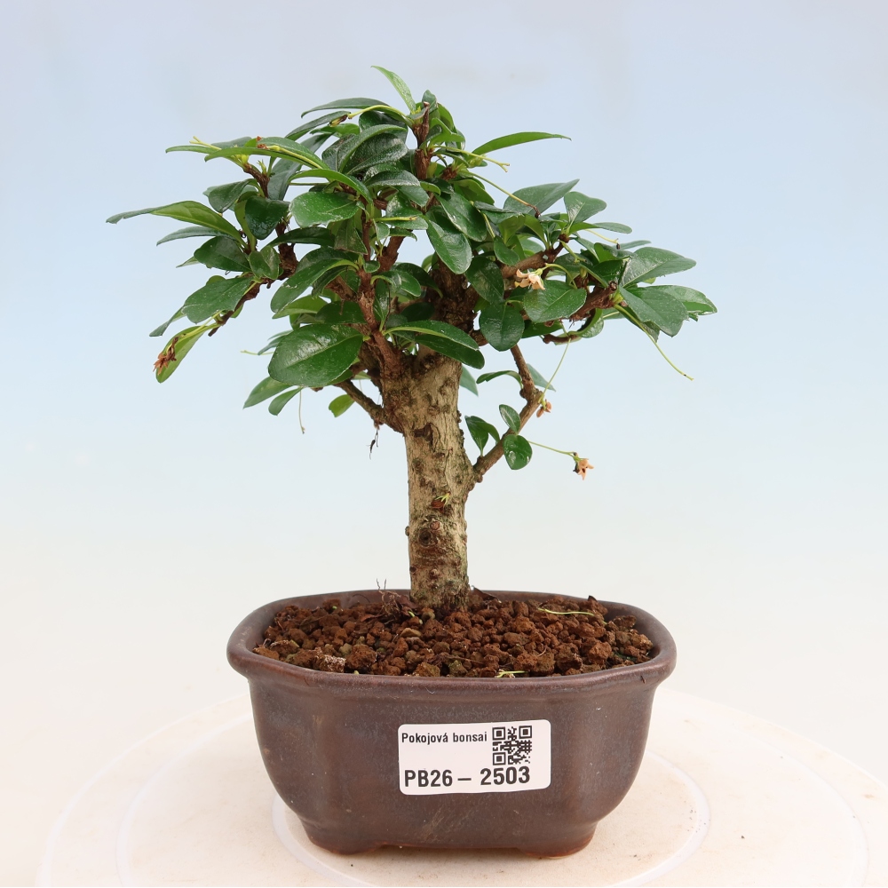 Bonsai pokojowe - Carmona macrophylla - Tea fuki