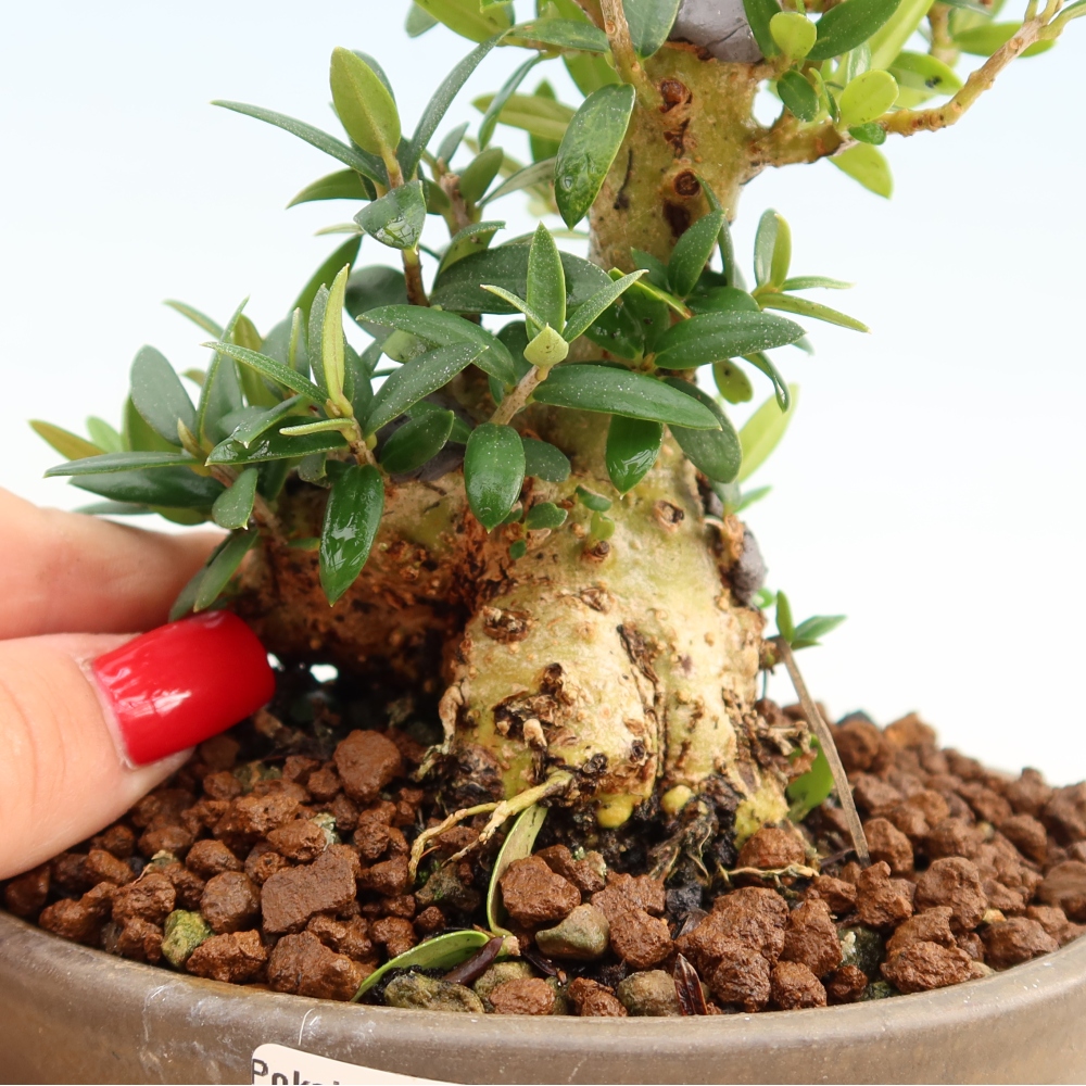 Bonsai do wnętrz - Olea europaea sylvestris