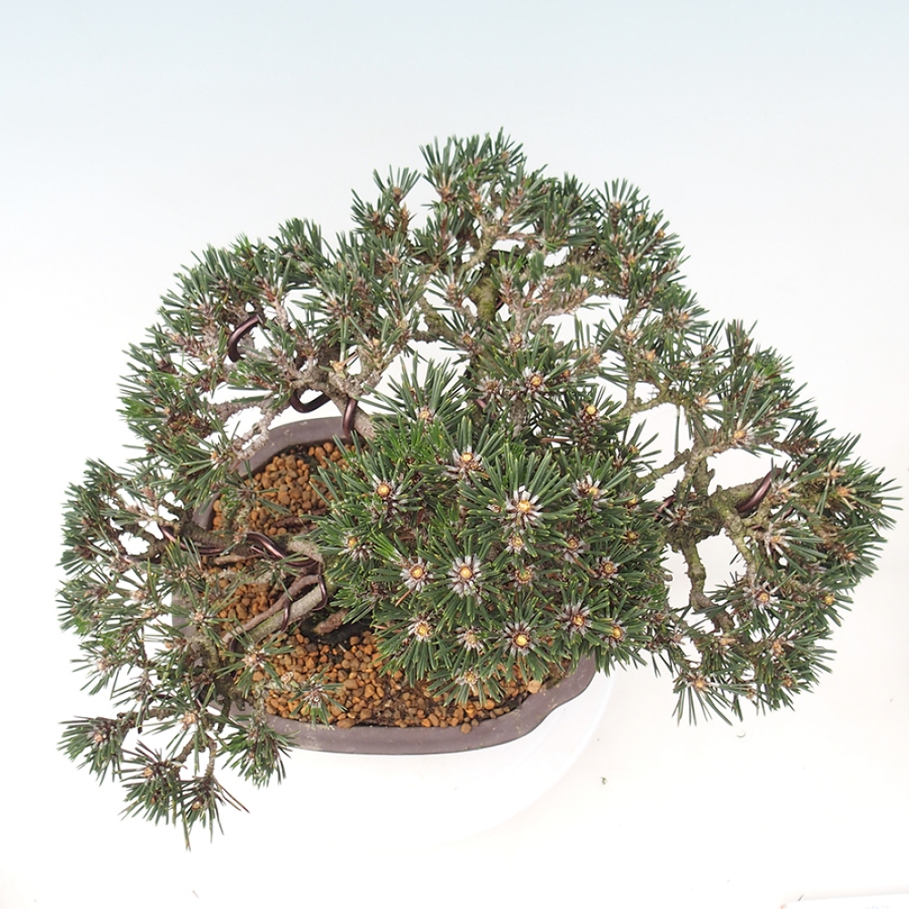 Outdoor bonsai - Pinus thunbergii Kotobuki - Sosna Thunberga
