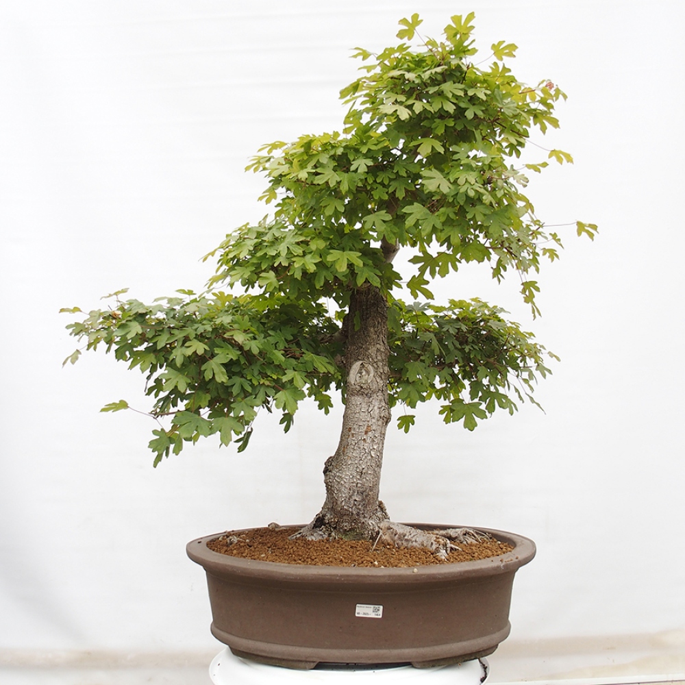 Bonsai zewnętrzne - Klon Francuski - Acer Nonspessulanum