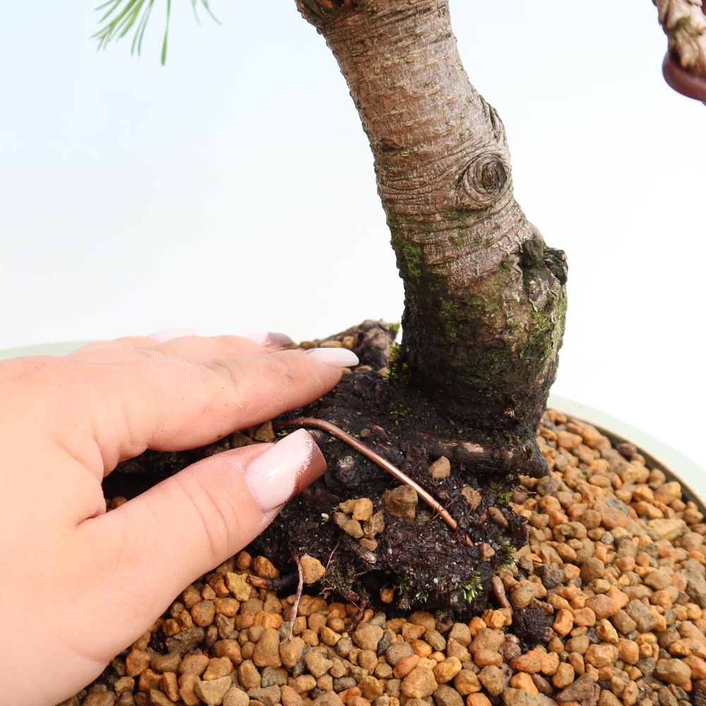 Bonsai ogrodowe – Pinus mugo Humpy – sosna karłowata