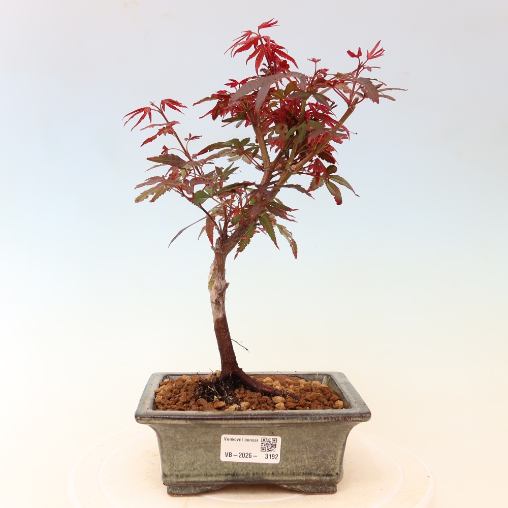 Bonsai ogrodowe – klon palmowy – Acer palmatum Berry Broom 