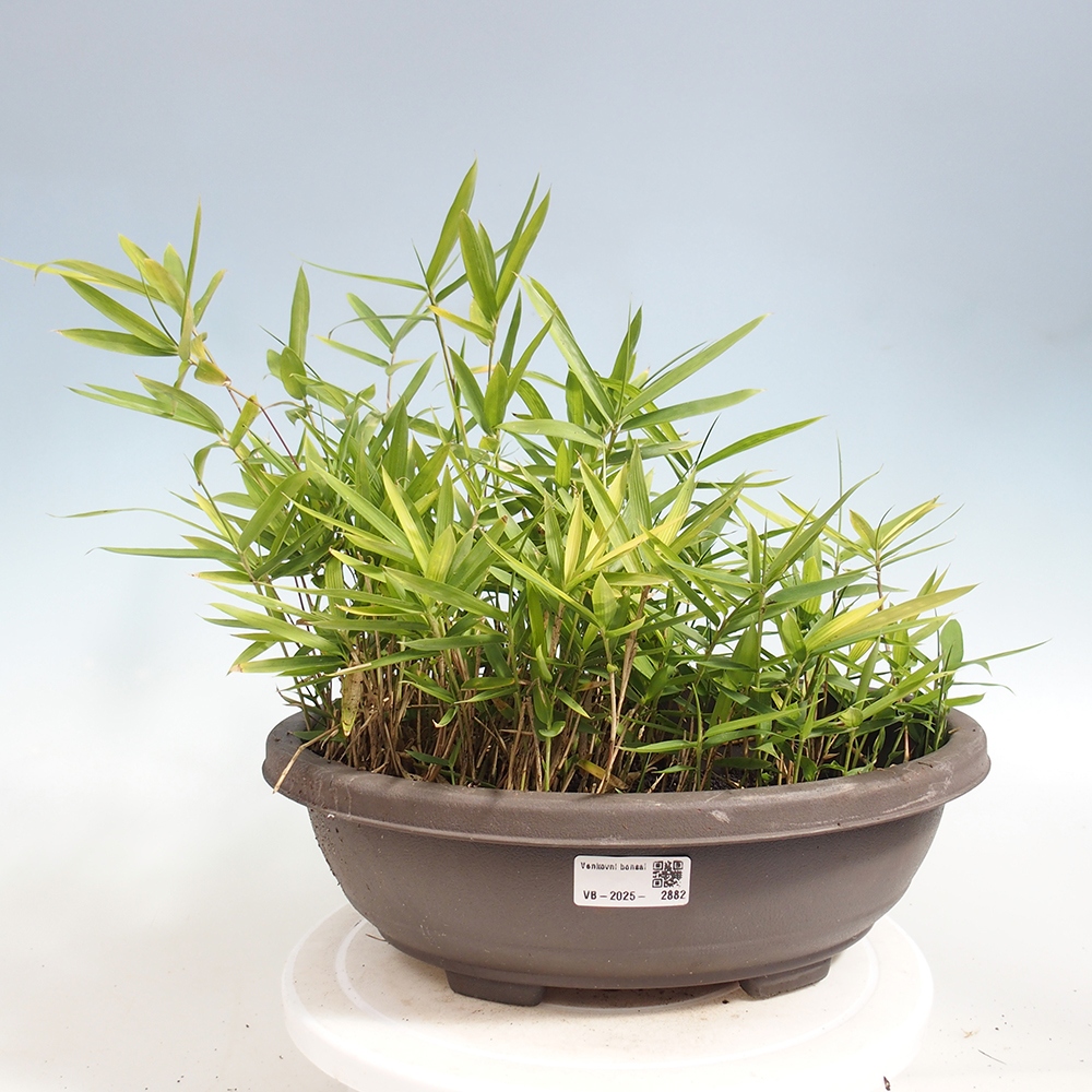 Bonsai zewnętrzne - Pleioblastus argenteostriatus f.pumilus - Bambus karłowaty