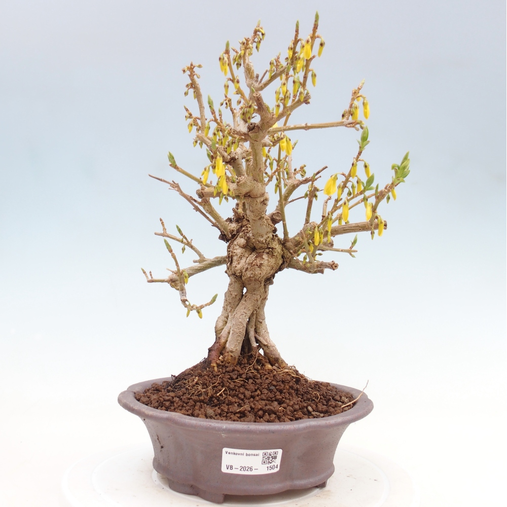 Outdoor bonsai - Zlatice - Forsycja koreańska