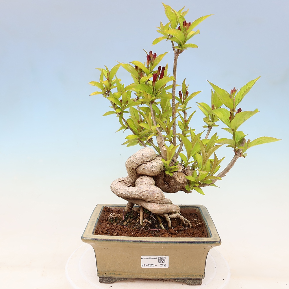 Bonsai ogrodowe – Weigela subsessilis – Weigela koreańska