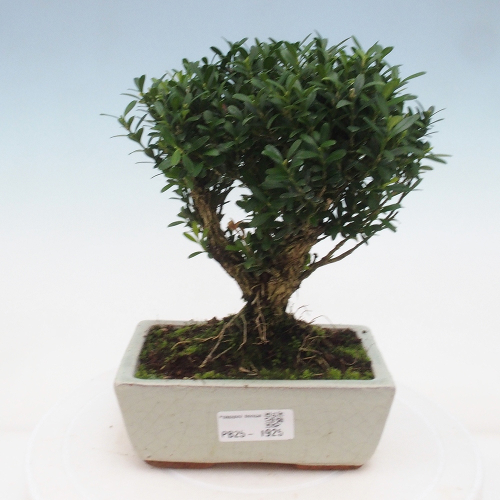 Kryty bonsai - Buxus harlandii - Bukszpan korkowy