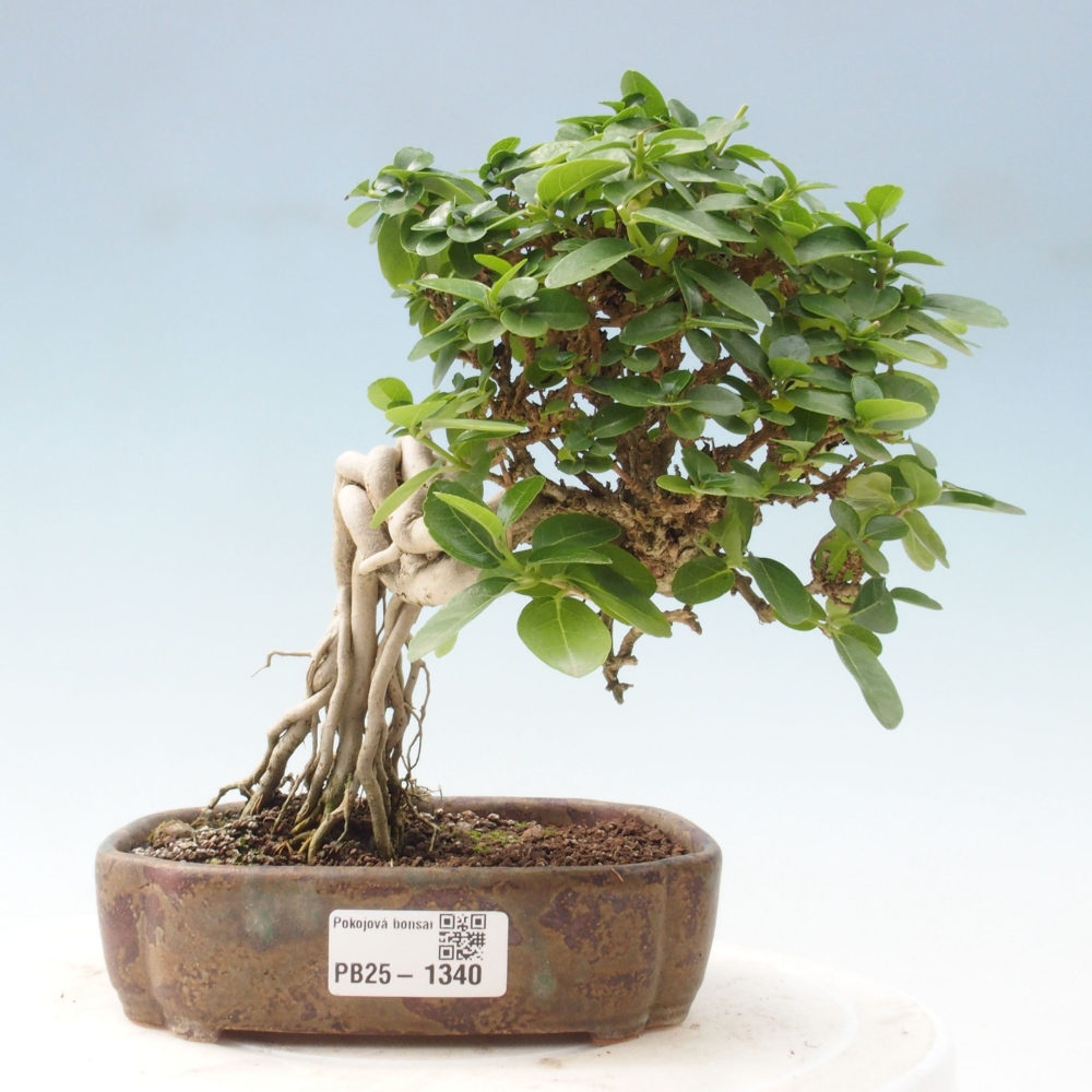 Bonsai wewnętrzne - Premna serratifolia - Kozlovon drobnolistny
