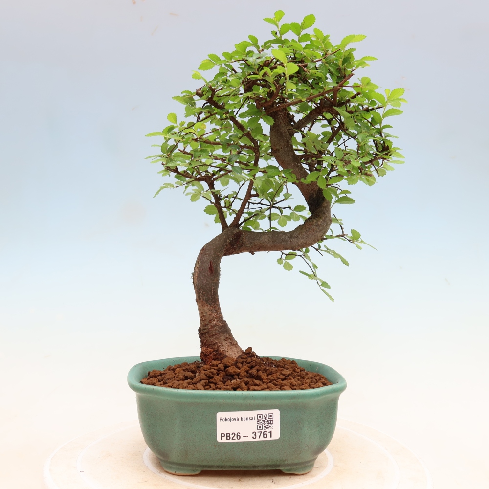 Pokój bonsai - Ulmus parvifolia - Wiąz drobnolistny