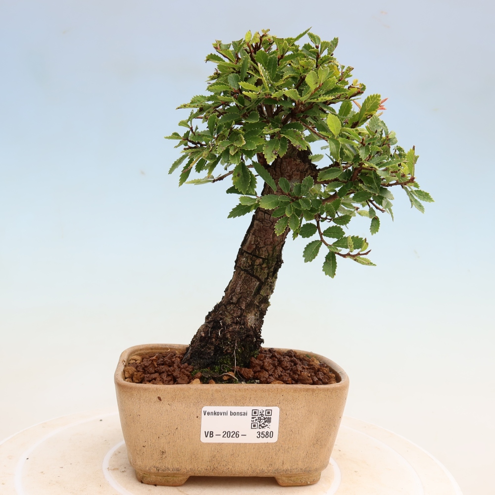 Bonsai zewnętrzne - Zelkova - Zelkova NIRE