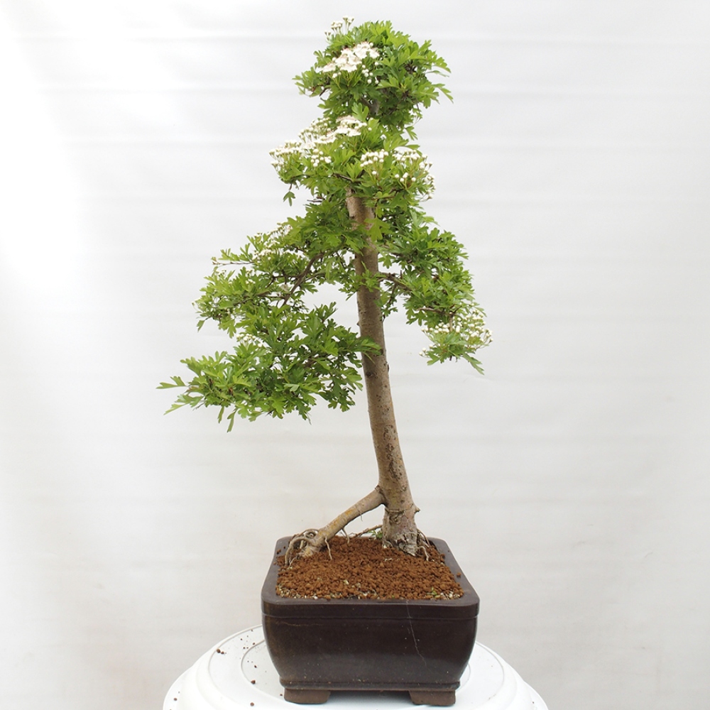 Bonsai zewnętrzne - Głóg - Crataegus monogyna
