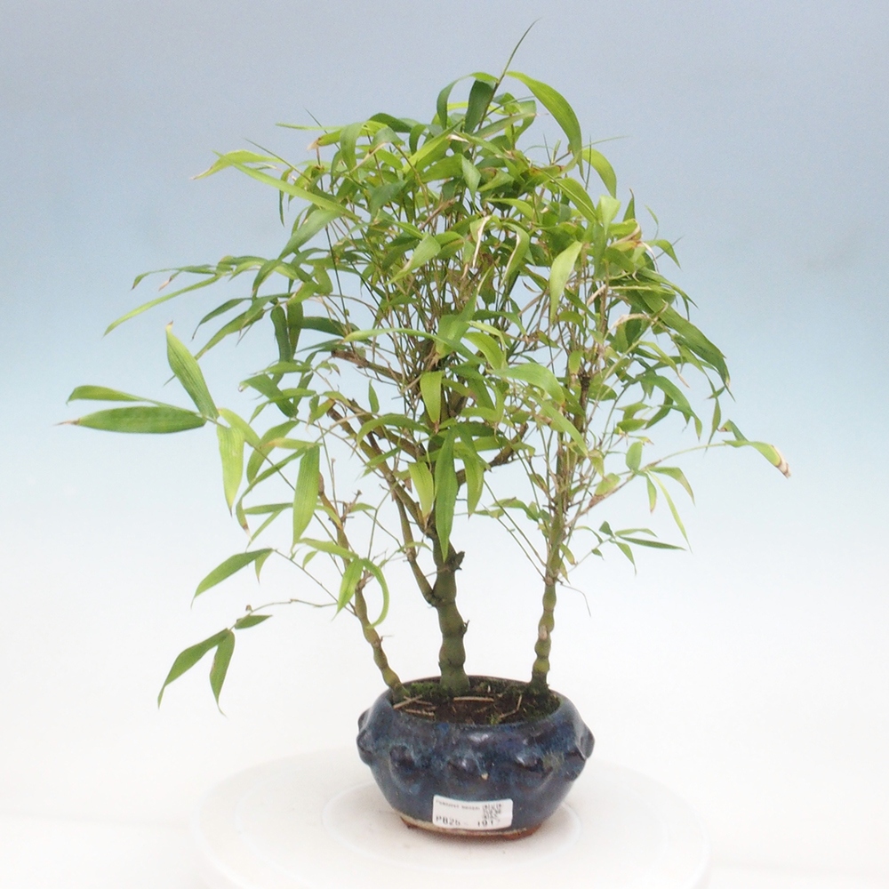 Bonsai wewnętrzne - Bambusowy Budda - Brzuch Bambusowego Buddy