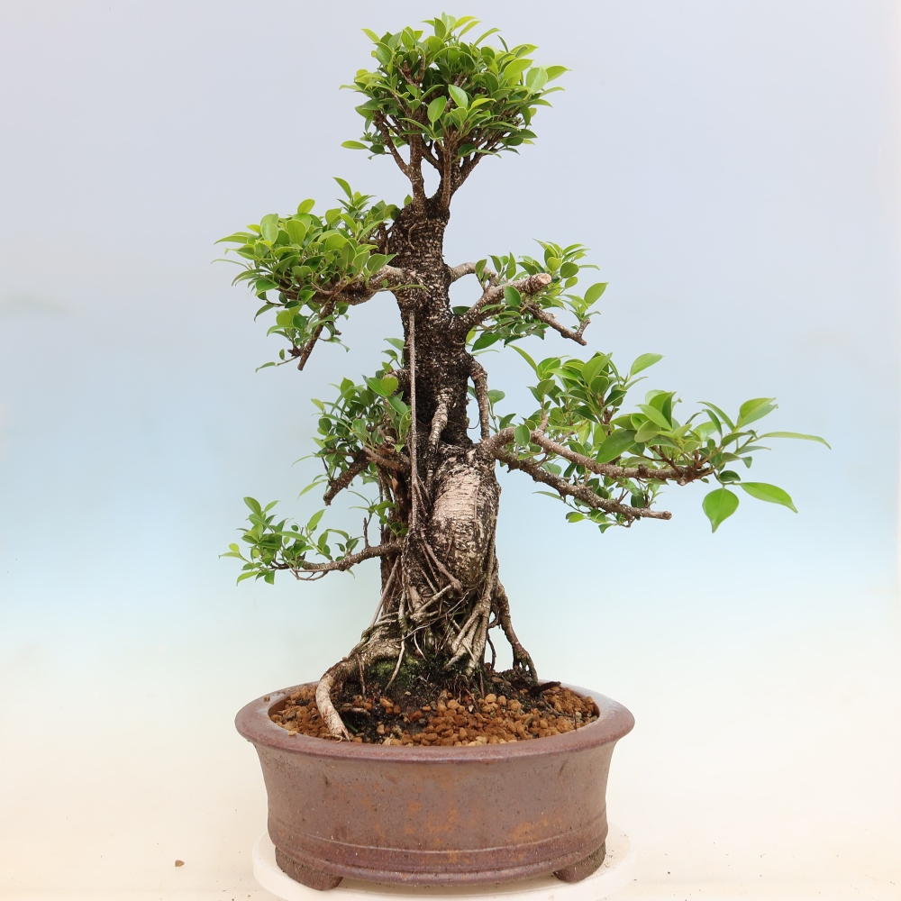 Pokój bonsai - Ficus kimmen - figowiec drobnolistny