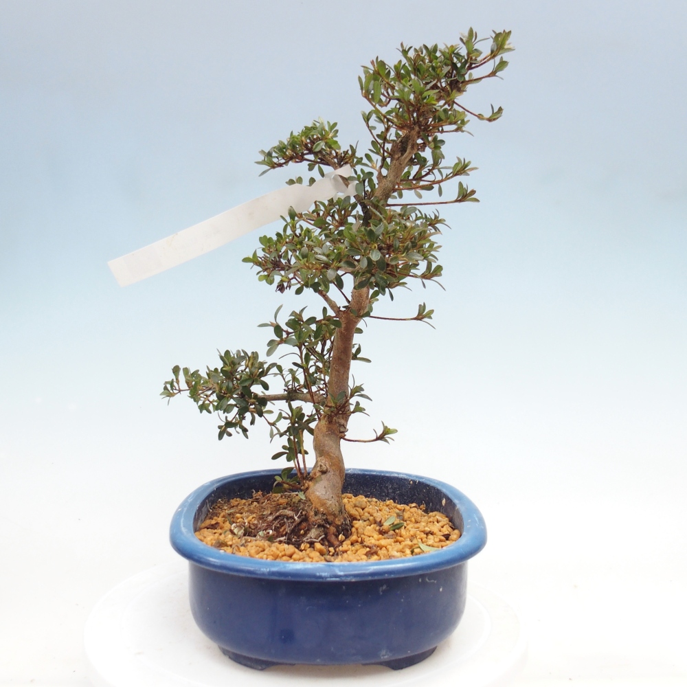 Bonsai zewnętrzne - Azalia japońska - Azalia Misaki