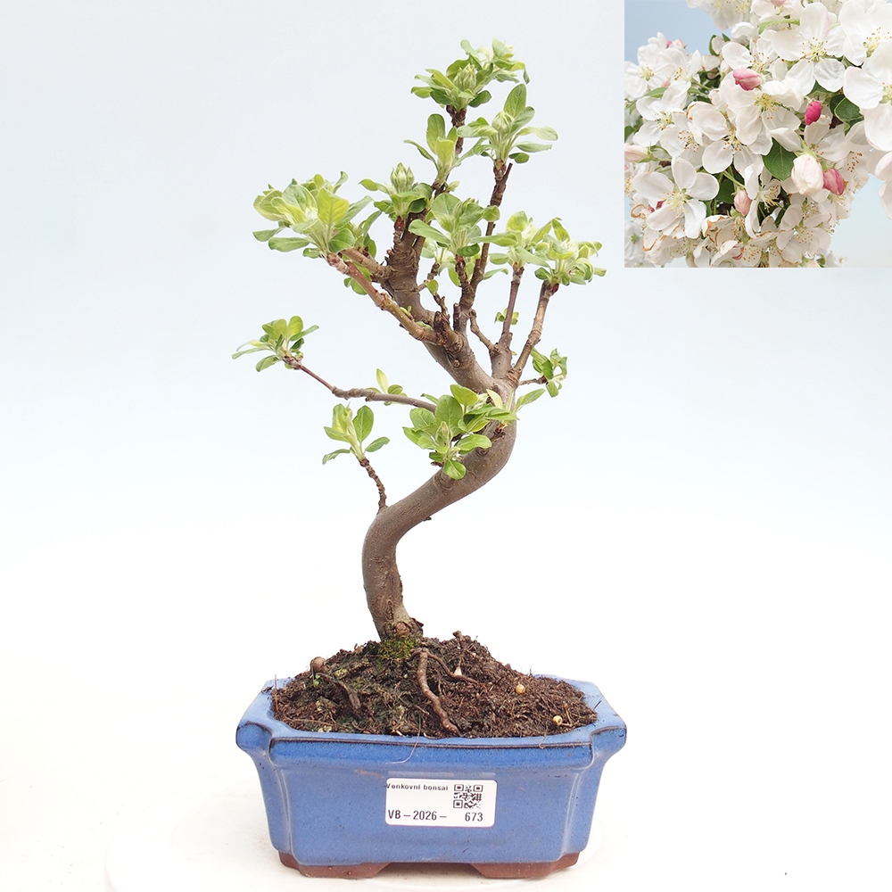 Outdoor bonsai - Malus halliana - Jabłoń drobnoowocowa