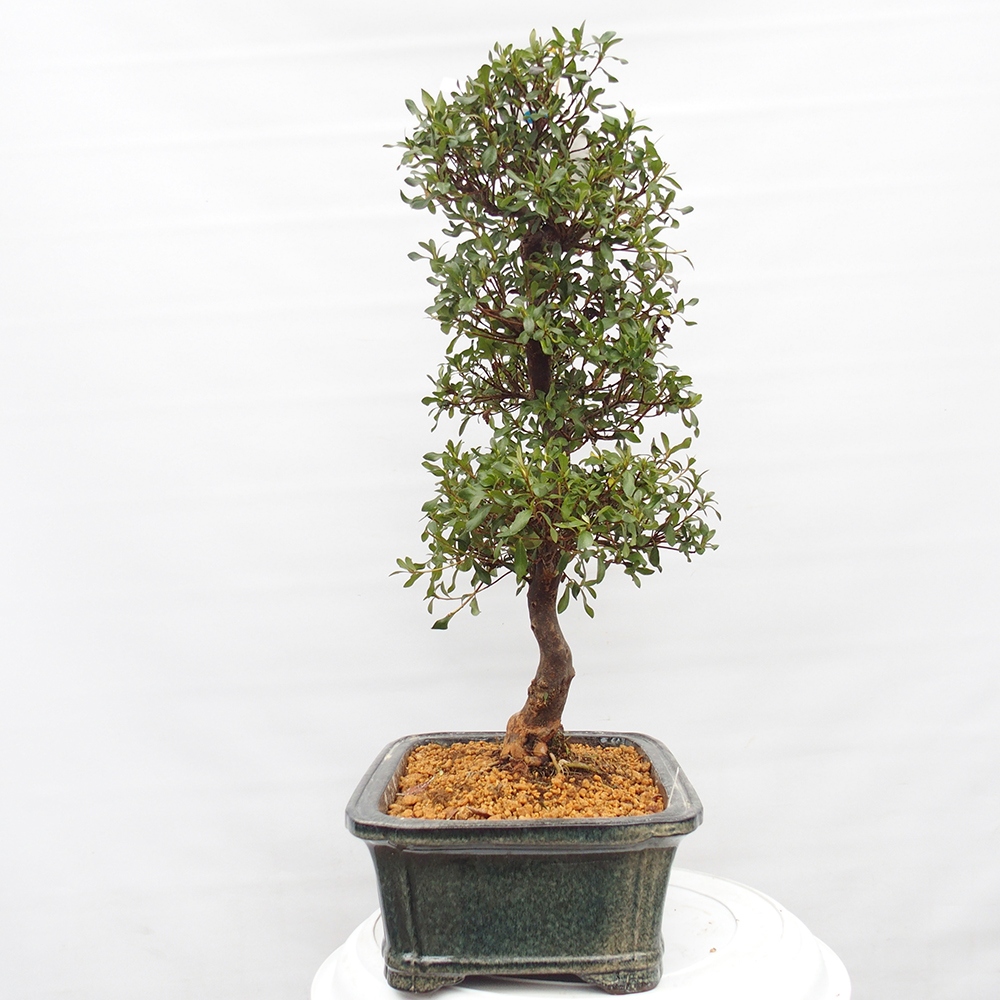 Bonsai zewnętrzne - Azalia japońska - Azalia Kisshoten