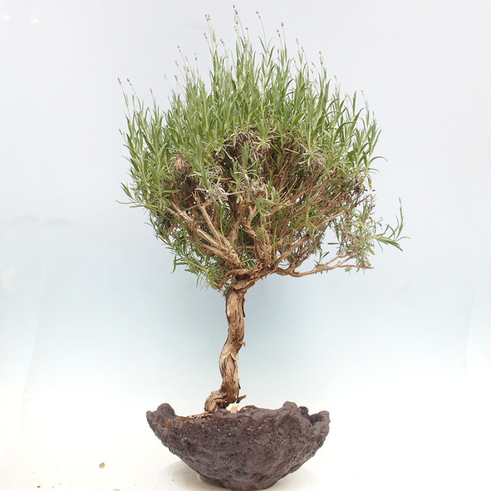 Bonsai ogrodowe - Lavandula - Lawenda