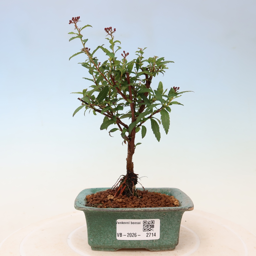 Bonsai ogrodowe – spirea japońska – Spirea japonica Anthony Waterer
