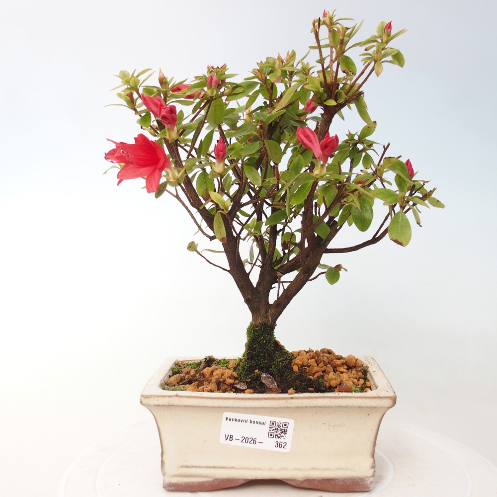 Outdoor bonsai - Azalia japońska - Azalea sp.