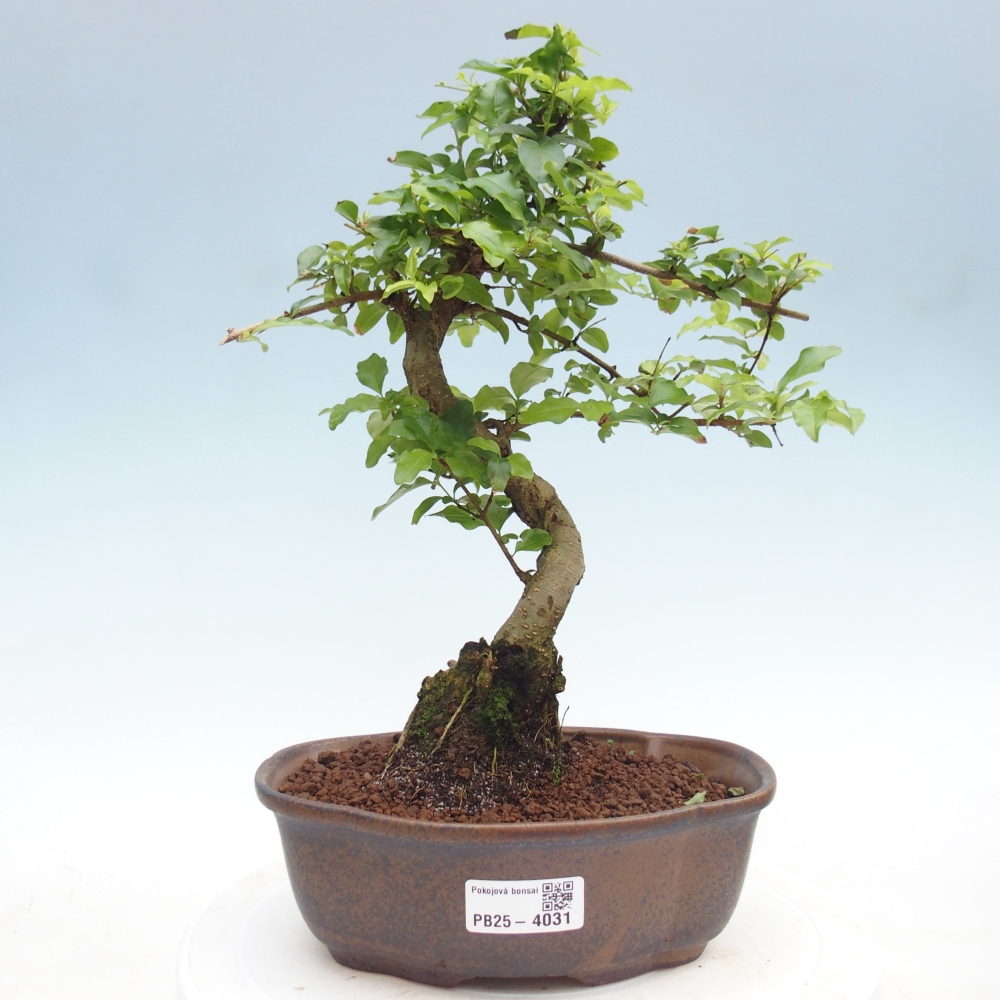 Pokój bonsai - Ligustrum chinensis - Dziób ptaka