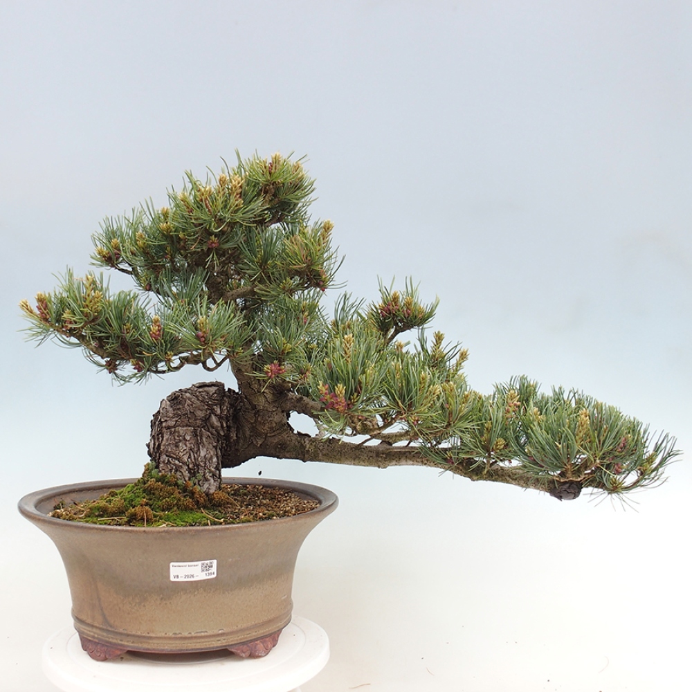 Outdoor bonsai - Pinus parviflora - Pinus parviflora