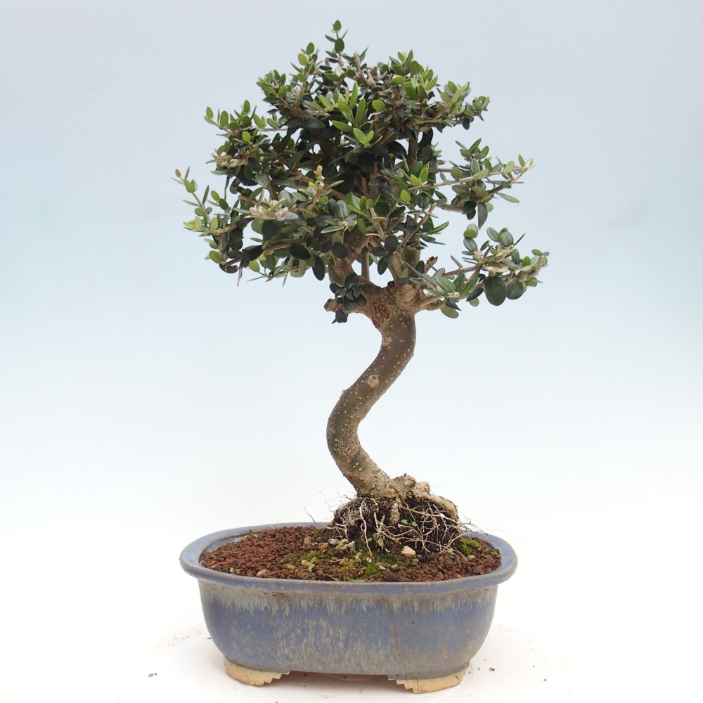 Kryte bonsai - Olea europaea sylvestris - Europejska oliwa z małych liści